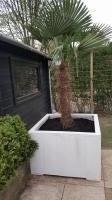 Plantenbak vuren 'palmboom'. 100x100x60